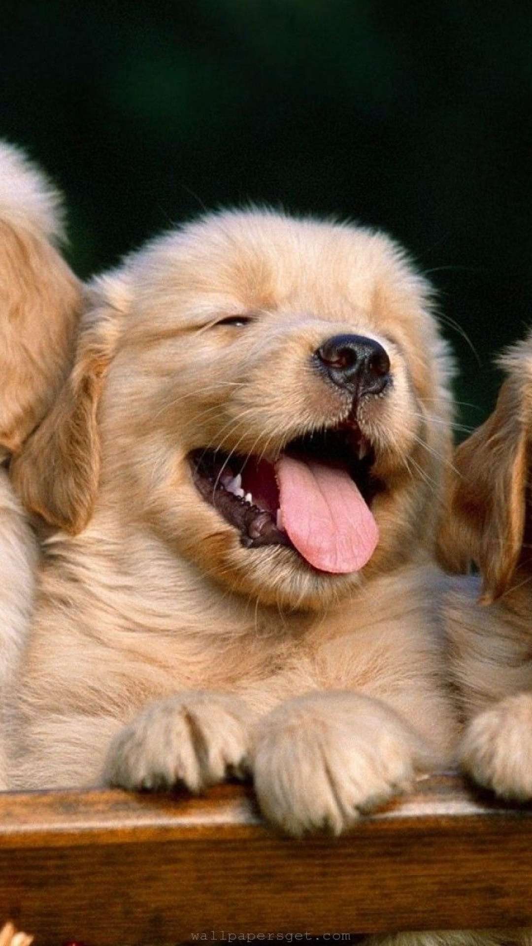 Anime Dog